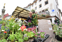 Bauarbeiten am Lazzarin auf dem Mnsterplatz starten  &ndash; Blumen-Kost muss vorerst weichen