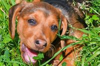 Ein Hund aus dem Schwarzwald: Glttertler Verein will den Wlderdackel erhalten