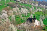 Das beliebte Naturschutzgebiet Berghauser Matten in Ebringen war einst ein Dorf