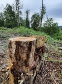 Grne hinterfragen Methoden der Forstwirtschaft im Kreis