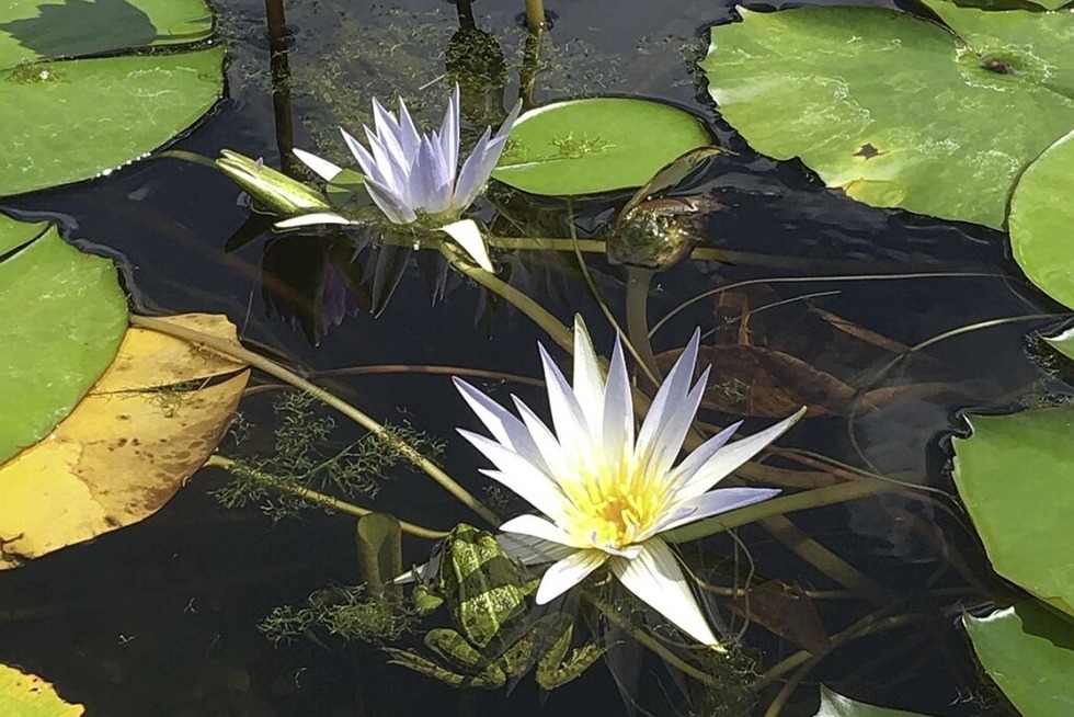 Die Woche der Botanischen Grten wird in Freiburg erffnet - Badische Zeitung TICKET