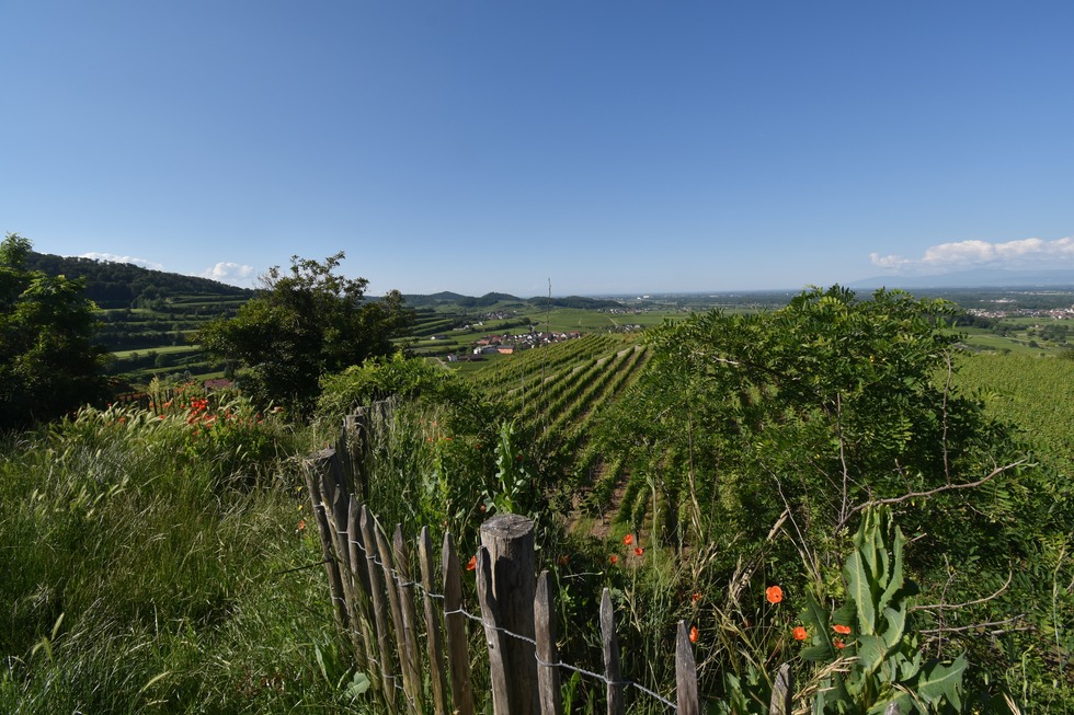 Aussichtspunkt Vogesenblick (Bischoffingen) - Vogtsburg