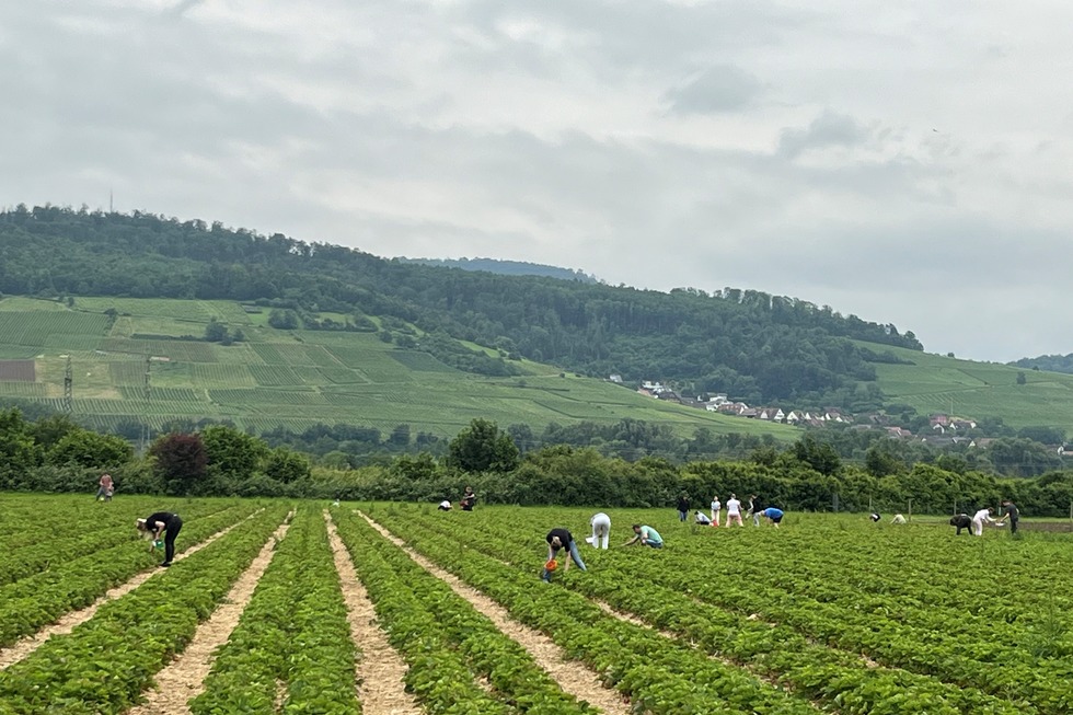 Selbstpflcker-Erdbeerfeld Keidelbad - Freiburg