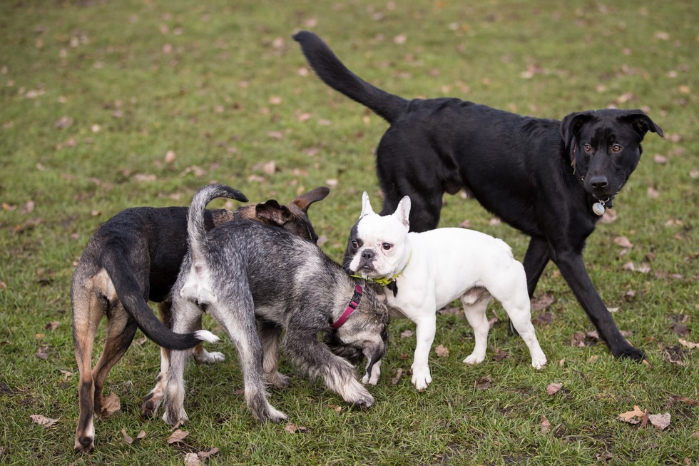 Hundespielwiese Dog-Arena - Herbolzheim