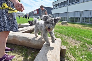 Hundewiese Freiburg