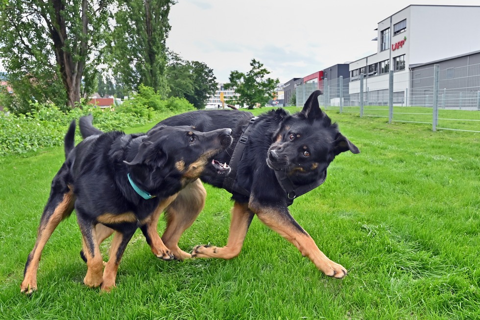 Hundewiese Freiburg - Freiburg