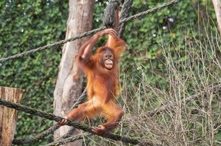 Zoo Basel (Zolli)