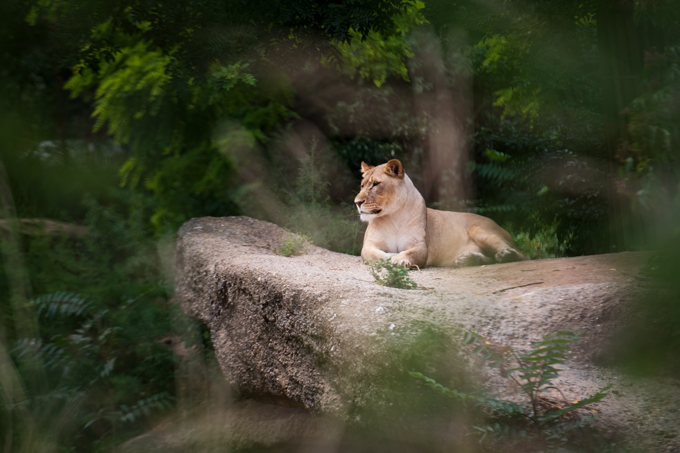 Zoo Basel (Zolli) - Basel