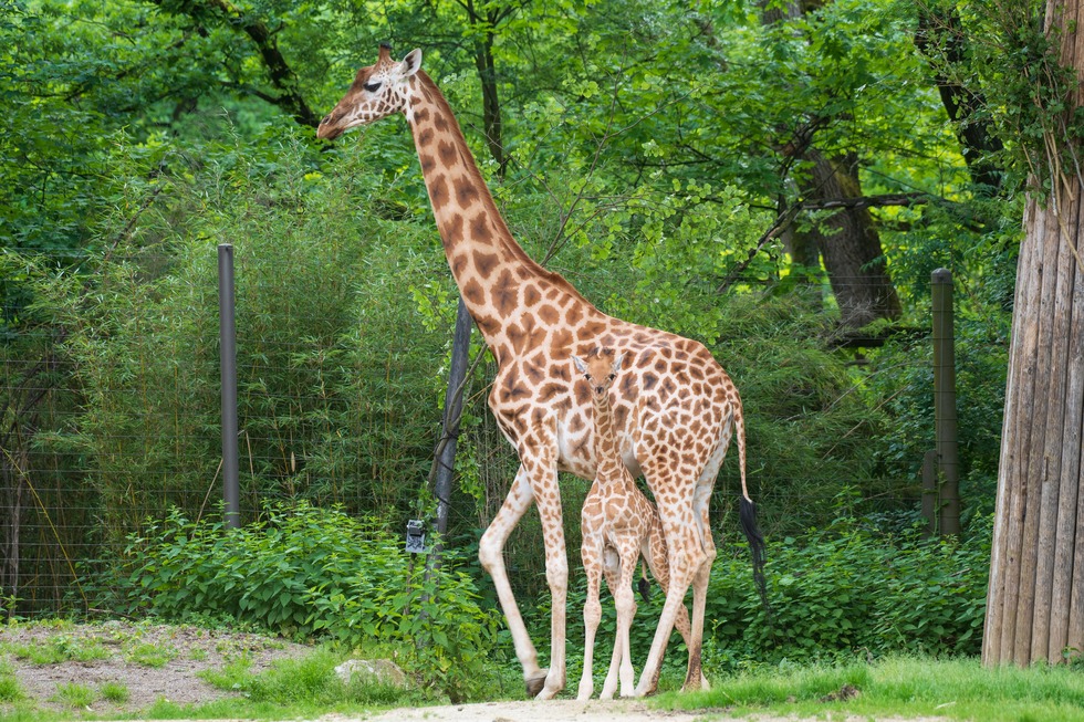 Zoo Basel (Zolli) - Basel