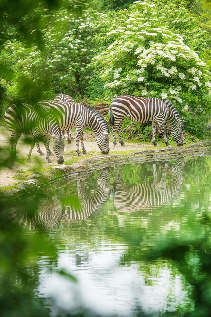 Zoo Basel (Zolli) - Basel