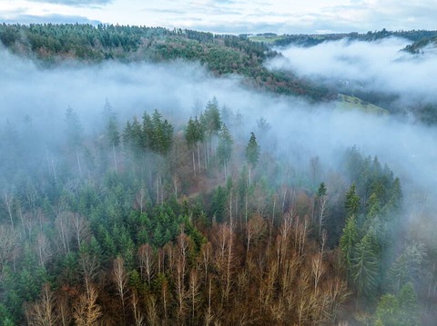 1. Globetrotter Wandertage Schwarzwald: Wanderung &#8222;Besteigung des &#8220;Mt. Sommerrest&#8222;&#8220; - Bad Wildbad - 22.09.2024 10:00