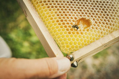 1. Globetrotter Wandertage Schwarzwald: Wanderung &#8222;Mit dem Imker unterwegs zu seinen Bienen&#8220; - Bad Wildbad - 22.09.2024 10:00