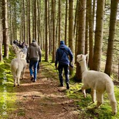 Die Grosse Alpaka Wanderung! - ALTOMNSTER/THALHAUSEN - 20.10.2024 14:00