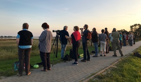 Abendeinflug Kraniche - Zingst - 01.10.2024 17:00