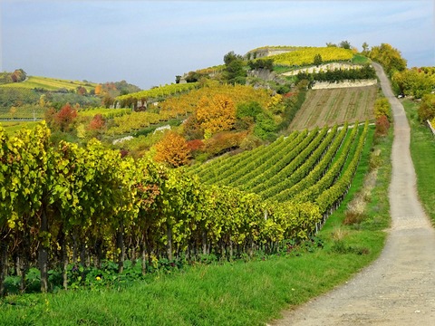 Weinwanderung &#8222;nachhaltig und innovativ&#8220; - Bad Drkheim - 20.10.2024 14:00