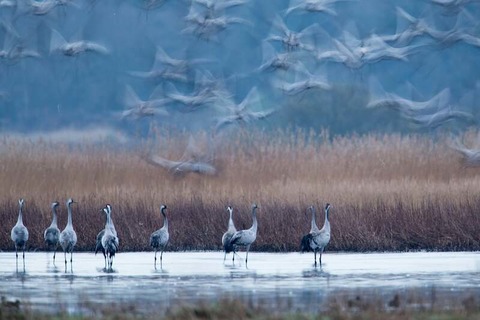 Faszination Kranich - Exklusive Radwanderung zum Pramort - Zingst - 30.09.2024 15:30