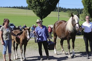 Kaltblut-Fohlen werden bei der Fohlenschau im Hochschwarzwald bewertet