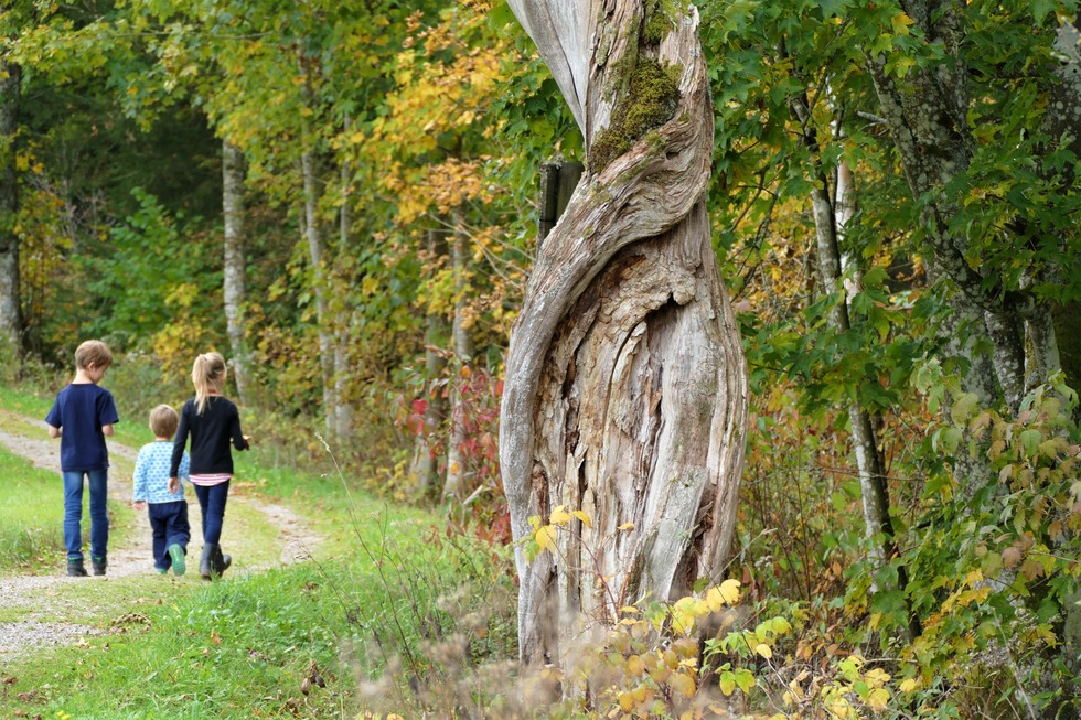 Geocaching-Tour ins Hochmoor - Hinterzarten