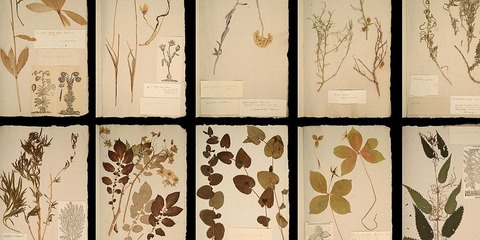 Die ganze Welt in einem Herbarium - Basel - 08.01.2025 18:00