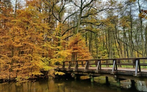 Wanderung - Herbstlaubwanderung mit spannenden Entdeckungen im Stadtwald (sdlicher Teil) - Uelzen - 29.09.2024 14:00