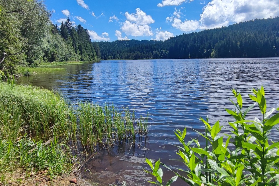 Strandbad Windgfllweiher - Lenzkirch