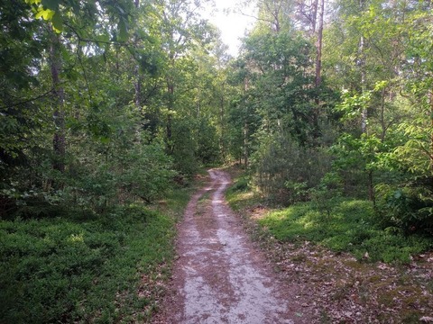 Wanderung - Schne Herbstwanderung im Veerer Wald - Uelzen - 26.10.2024 14:00