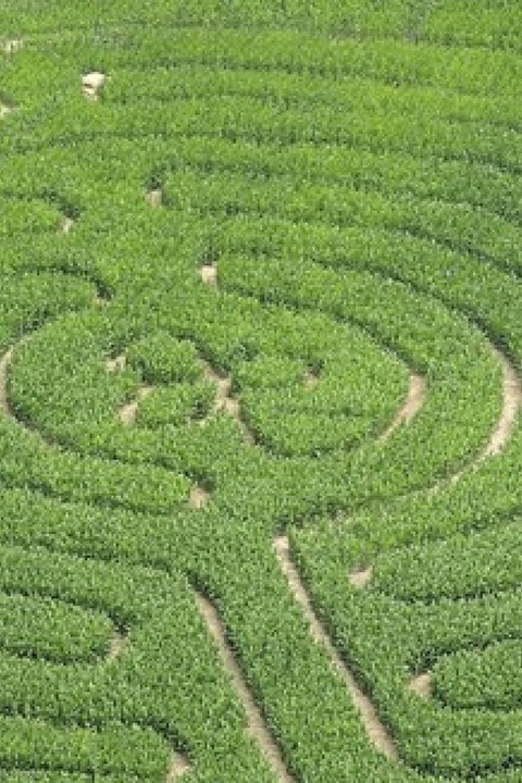 Das Maisfeld-Labyrinth bietet Rtselspa und Regendusche - Badische Zeitung TICKET