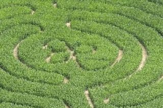 Das Maisfeld-Labyrinth bietet Rtselspa und Regendusche