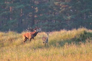 Hirschbrunft am Darer Ort