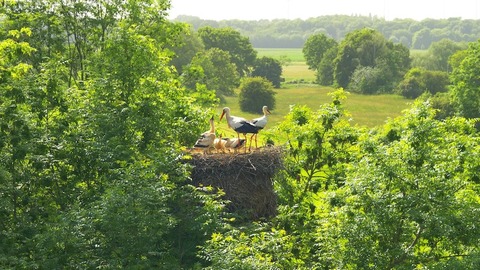 Naturoasen NRW - Im Einsatz fr Storch und Co. - Born am Dar - 03.10.2024 17:30