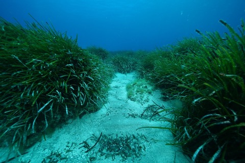 Wunderwelt Seegraswiesen - Klimaretter, Kinderstube, Kstenschutz - Wieck auf dem Dar - 05.10.2024 11:00