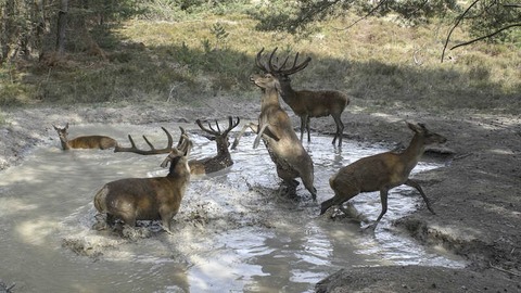 Die geheime Welt der Tiere - Zwischen Wasser und Wald - Wieck auf dem Dar - 03.10.2024 14:00