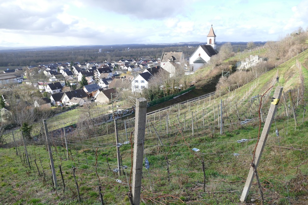 Reben Istein - Efringen-Kirchen