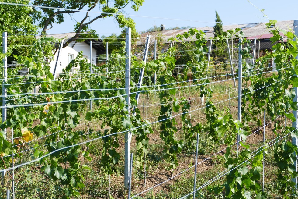 Weingut am Klotz (Istein) - Efringen-Kirchen