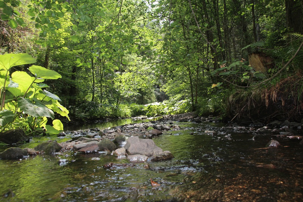 Genieerpfad Rtenbachschlucht - Friedenweiler