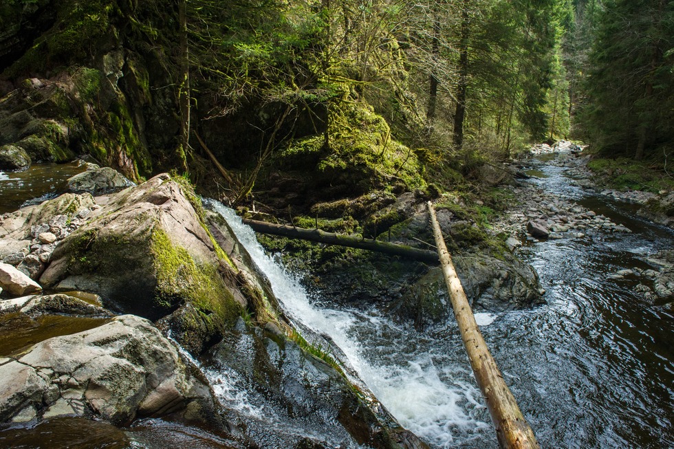 Genieerpfad Rtenbachschlucht - Friedenweiler