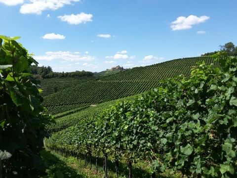 Durbacher Weinpanorama - Lahr - 22.09.2024 09:00