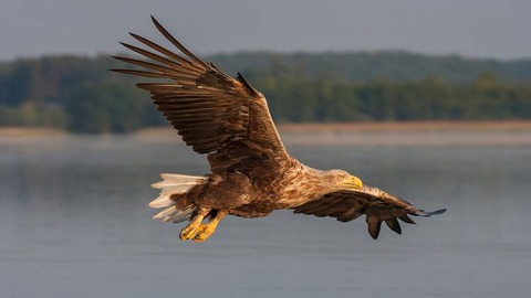 Faszination Seeadler - Zingst - 06.11.2024 11:00