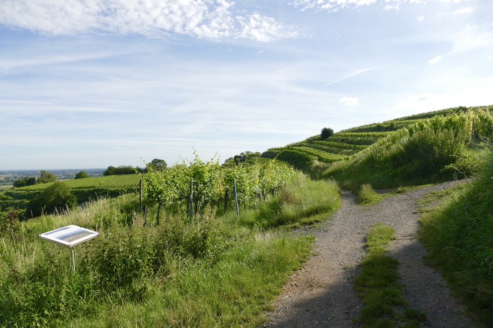 Schutterlindenberg-Panoramaweg - Lahr