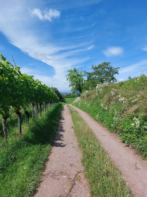 Sagenrundweg Schlossberg - Mahlberg