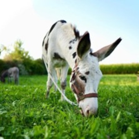 Donkey-After-Work-Walk - Illerkirchberg - 30.07.2025 18:00