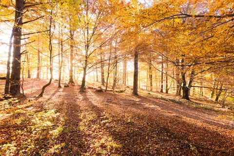 Wald- und Wiesenwanderung mit 3-Gnge-Men - Albstadt-Onstmettingen - 14.10.2024 17:00