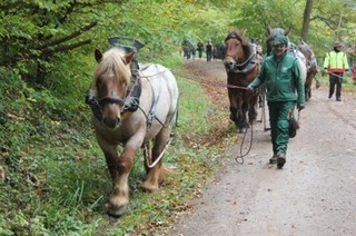 WaldHerbst - Rund um die Holzernte mit Pferden und Maschinen