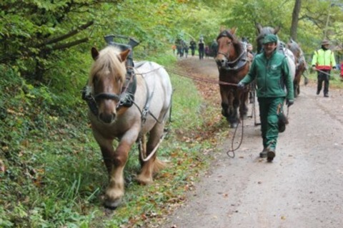 Wald-Herbst - Freiburg - 20.10.2024 11:00