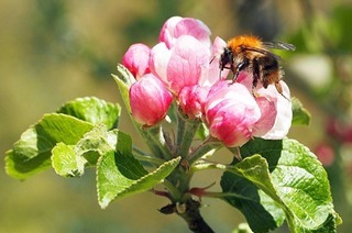 Frulein Brehms Tierleben - Die wilden Bienen