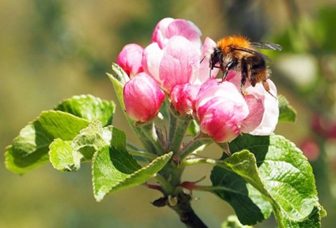 Frulein Brehms Tierleben - Die wilden Bienen - Freiburg - 27.10.2024 14:00