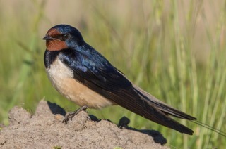 Frulein Brehms Tierleben - Die Rauchschwalbe