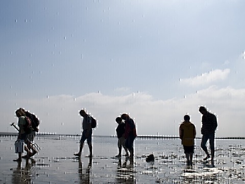 Gefhrte Wattwanderung im Nordseebad Otterndorf - Otterndorf - 22.02.2025 12:45