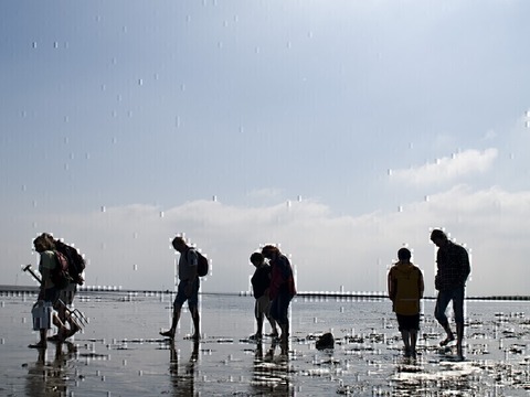 Gefhrte Wattwanderung im Nordseebad Otterndorf - Otterndorf - 16.02.2025 09:30