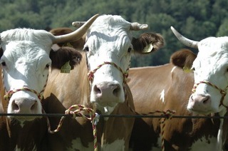 Groer Festtag mit beeindruckender Tierschau